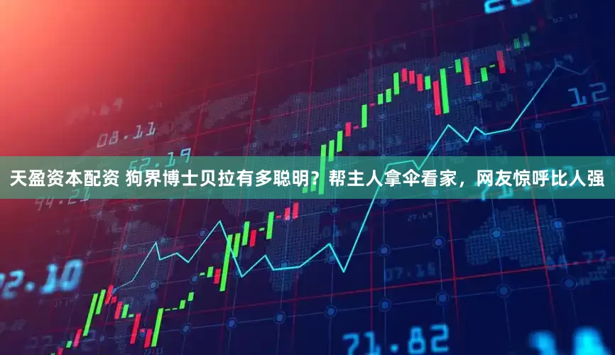 天盈资本配资 狗界博士贝拉有多聪明？帮主人拿伞看家，网友惊呼比人强